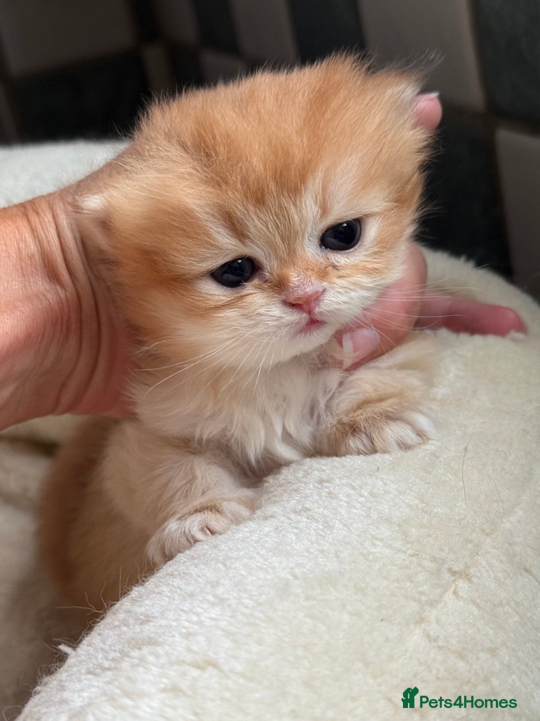 British Shorthair cats for sale: GCCF reg BSH & BLH Chocolate & Black Gold Kittens - Image 21