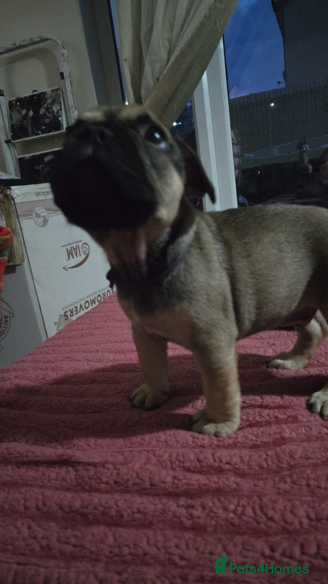 French Bulldog dogs for sale: French bull dog Puppies - Image 20