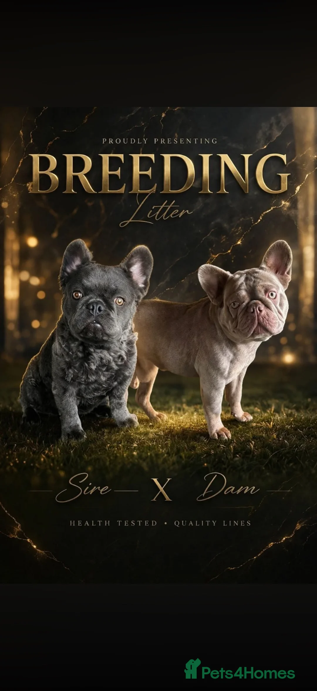 French Bulldog dogs for sale: New shade french bull dog visual fluffy +c2 - Advert 2