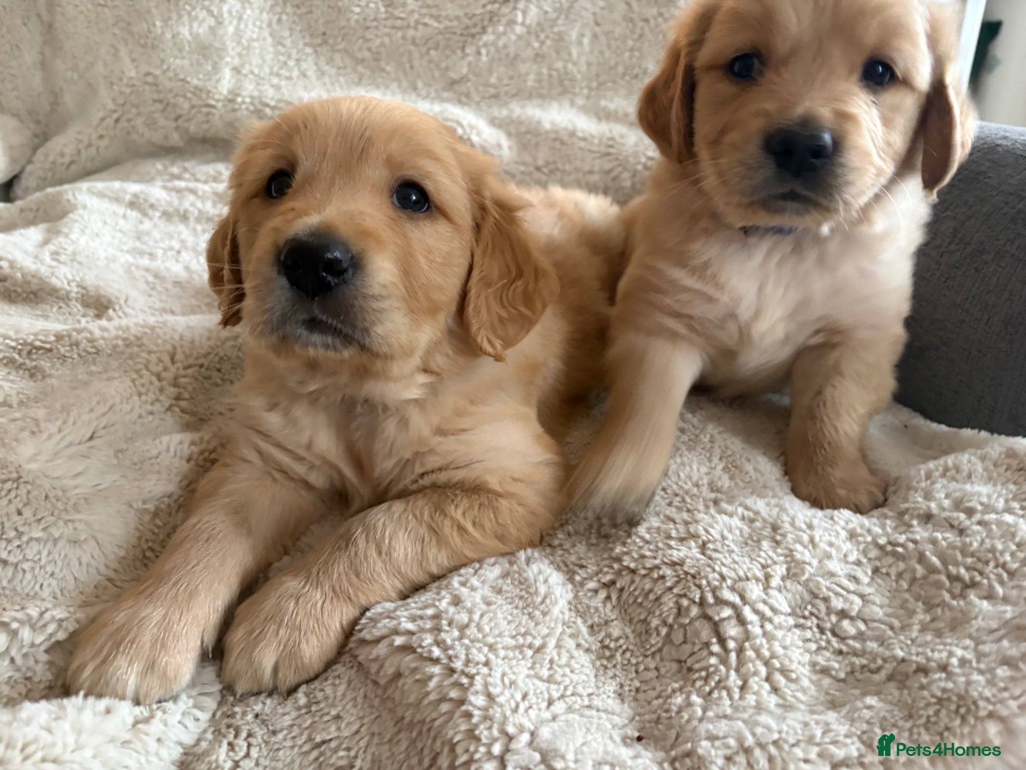 Golden Retriever dogs 🐶Dark golden retriever puppies kc reg🐾boys🦴 - Advert 8