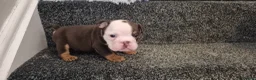 English Bulldog dogs for sale: Kc registered English bulldogs  in Plymouth - Advert 12