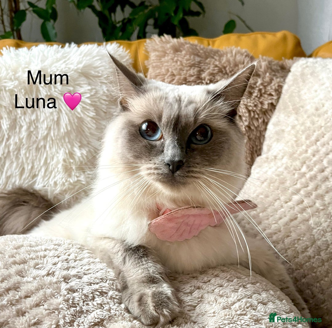 Ragdoll cats for sale: 🩷🌸7 weeks🌸6 Purebred Ragdoll🌸🩷 - Advert 2