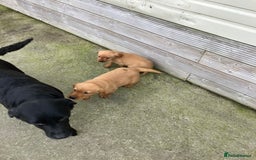 Labrador Retriever dogs for sale: Labrador pups - Image 9