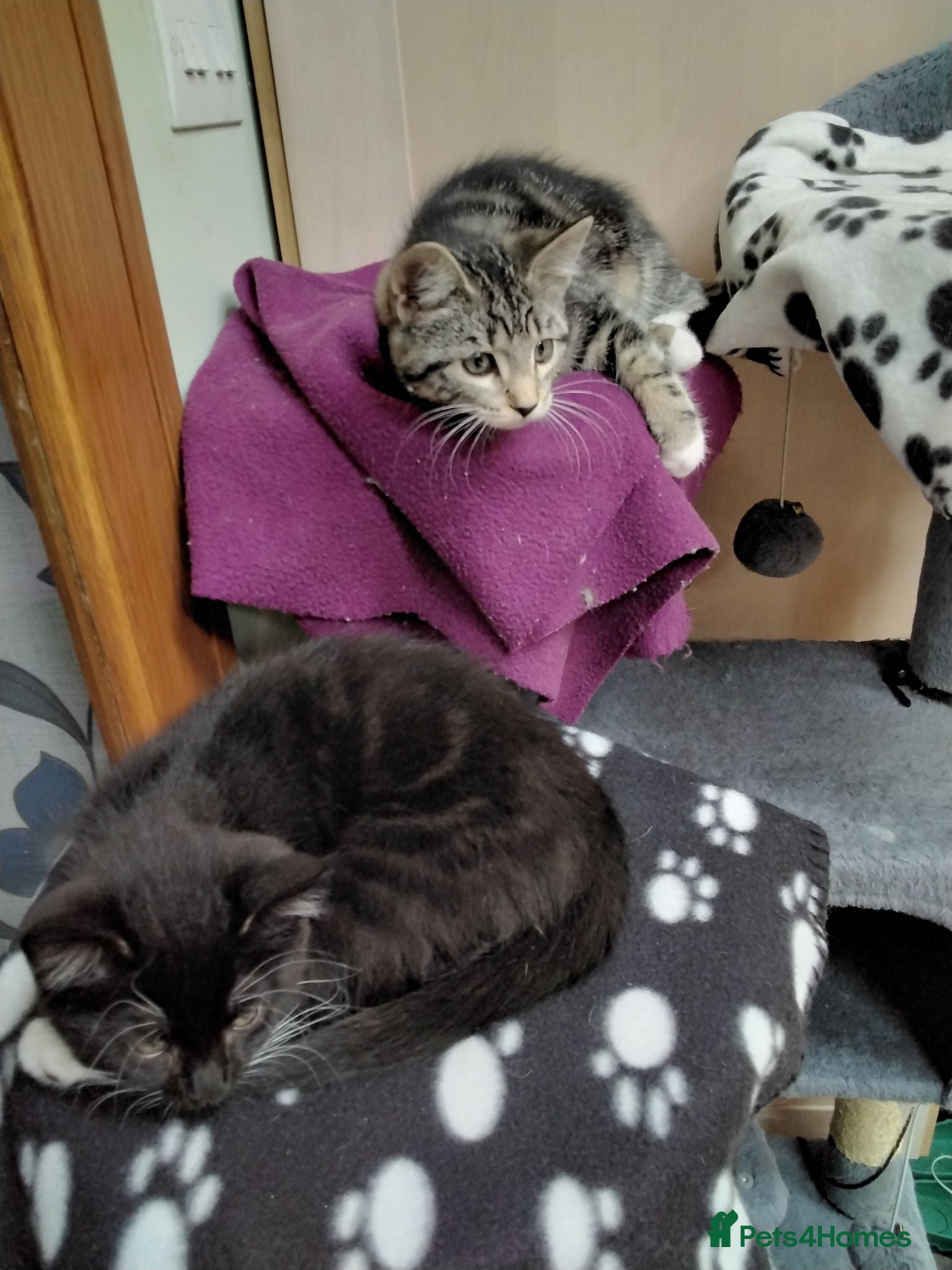 Mixed Breed cats 2 gorgeous playful kittens - Advert 1