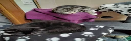 Mixed Breed cats for sale: 2 gorgeous playful kittens - Advert 1