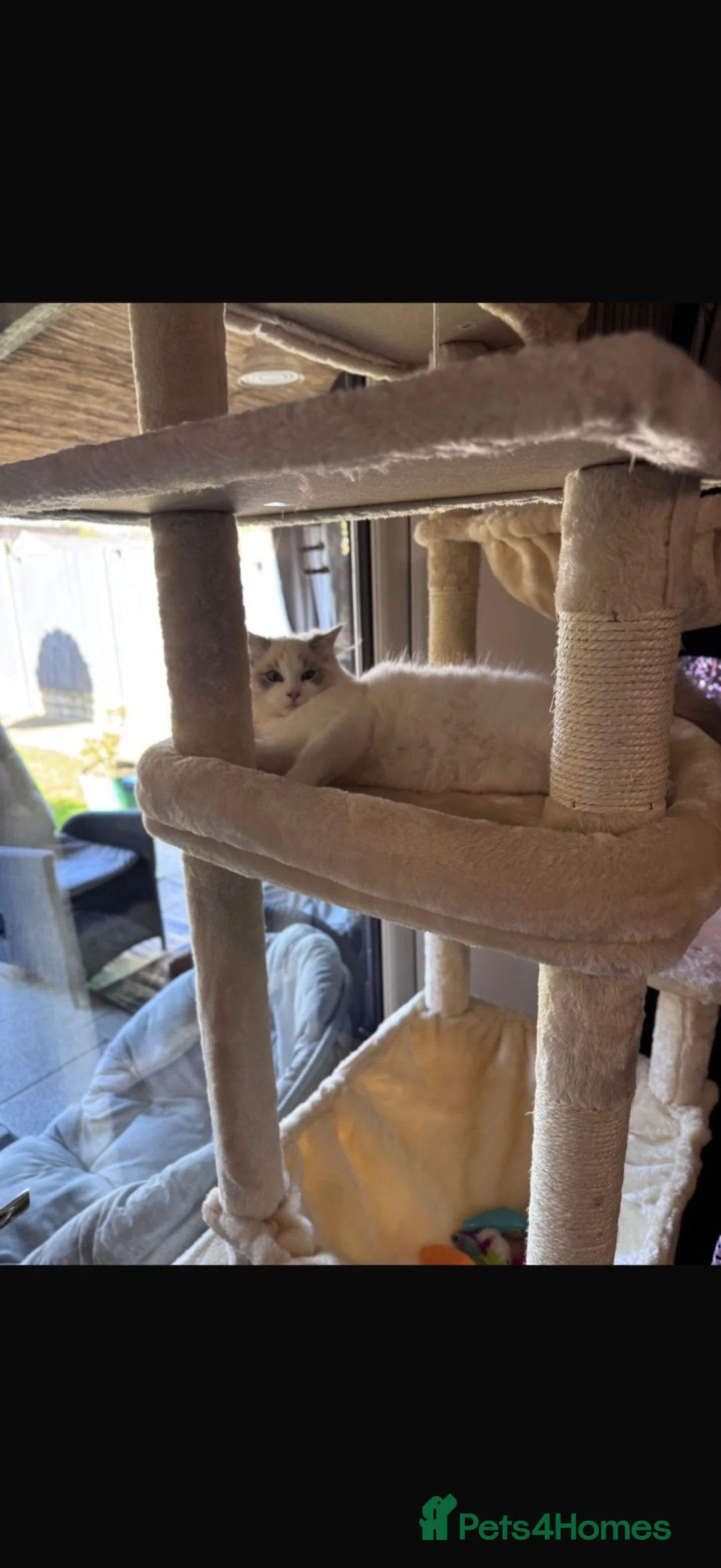 Ragdoll cats for sale: Male kitten  - Advert 6