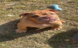 English Bulldog dogs for sale: beautiful DWKC pups for sale  - Image 4