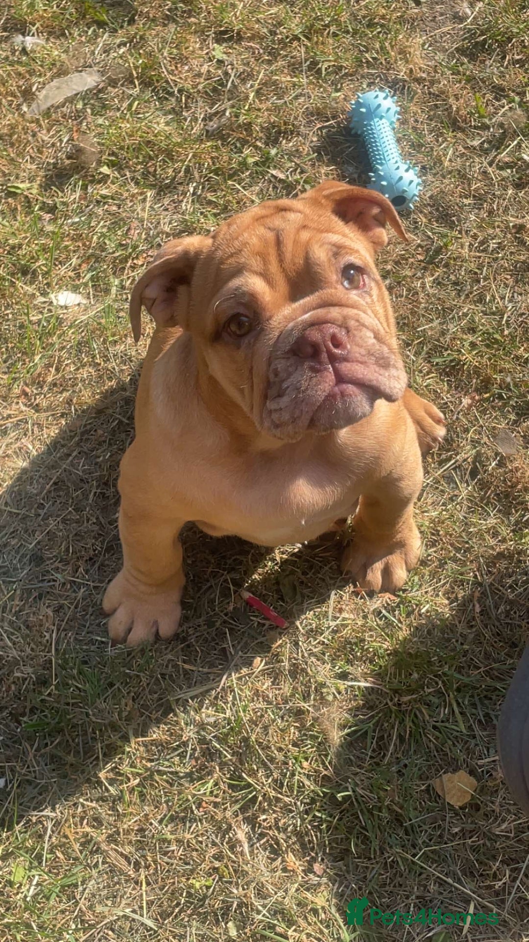 English Bulldog dogs for sale: beautiful DWKC pups for sale  - Image 4