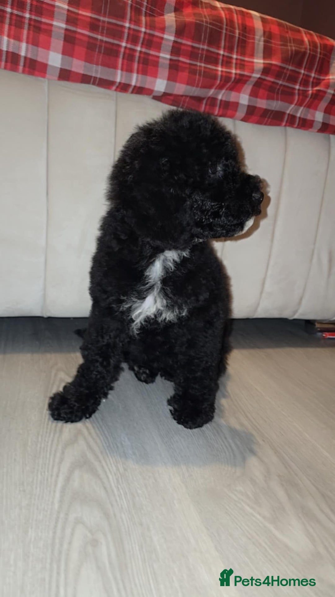 Goldendoodle dogs for sale: Goldendoodle puppies - Advert 4