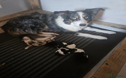 Border Collie dogs for sale: Beautiful border collies  - Image 14