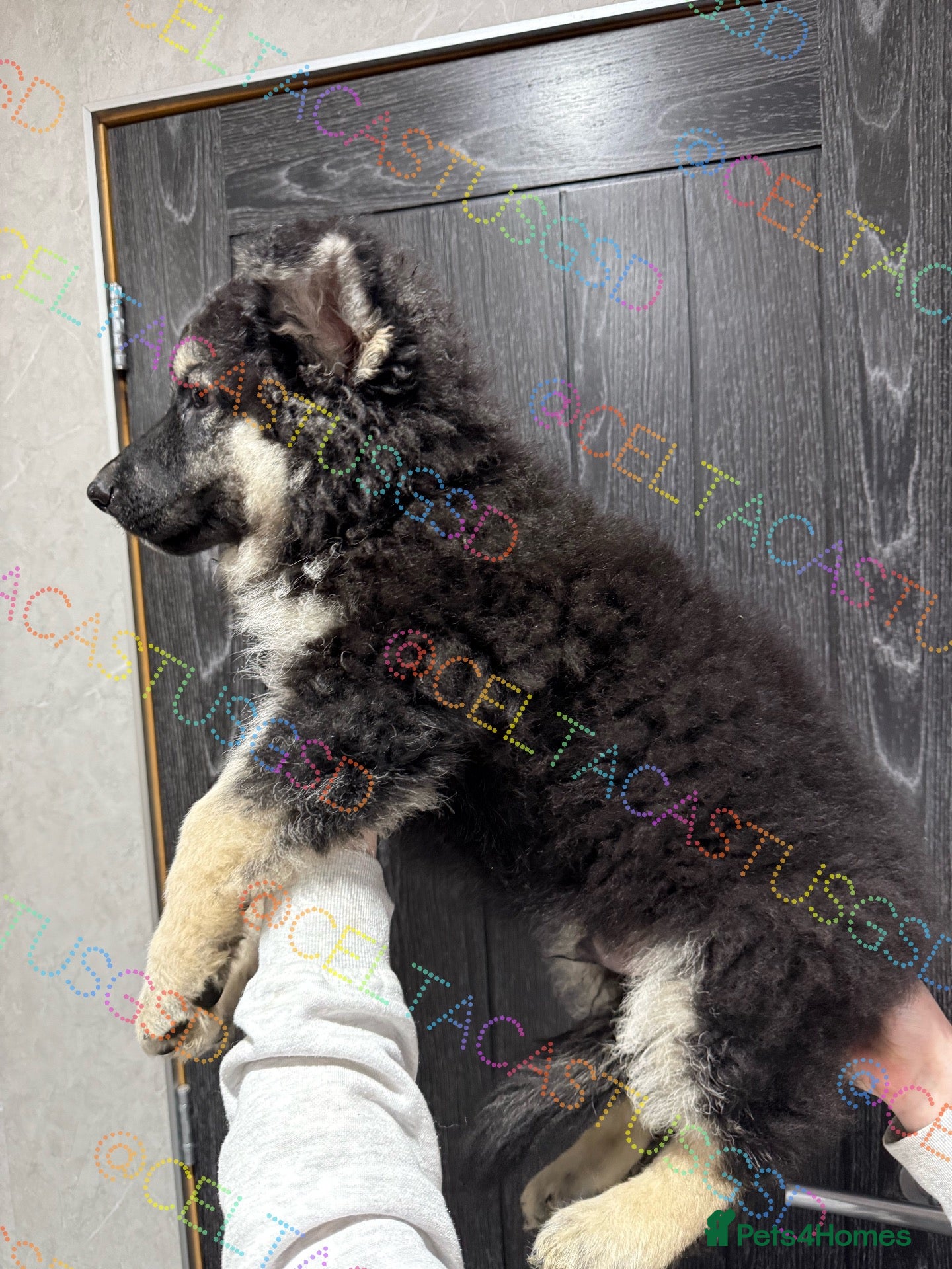 German Shepherd dogs  Reduced Stunning kcreg long coat GSD pups  - Advert 1