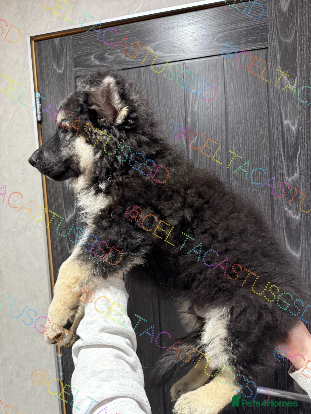 German Shepherd dogs for sale:  Reduced Stunning kcreg long coat GSD pups  - Advert 1