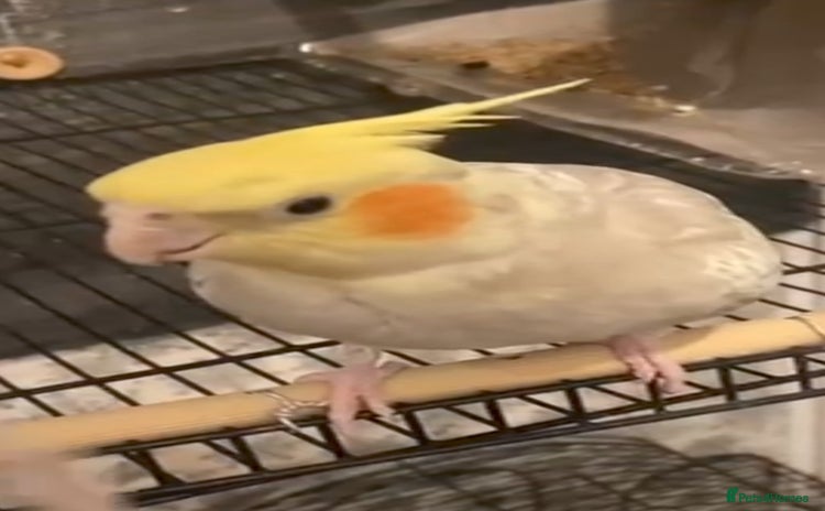 Cockatiels birds - Advert 6