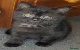 British Shorthair cats for sale:  Ready now. British shorthair kittens  - Image 9