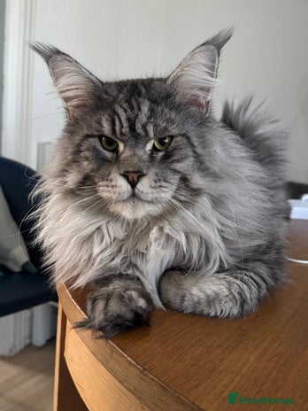 Maine Coon cats Maine coon for stud - Advert 13