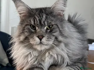 Maine Coon cats Maine coon for stud - Advert 10