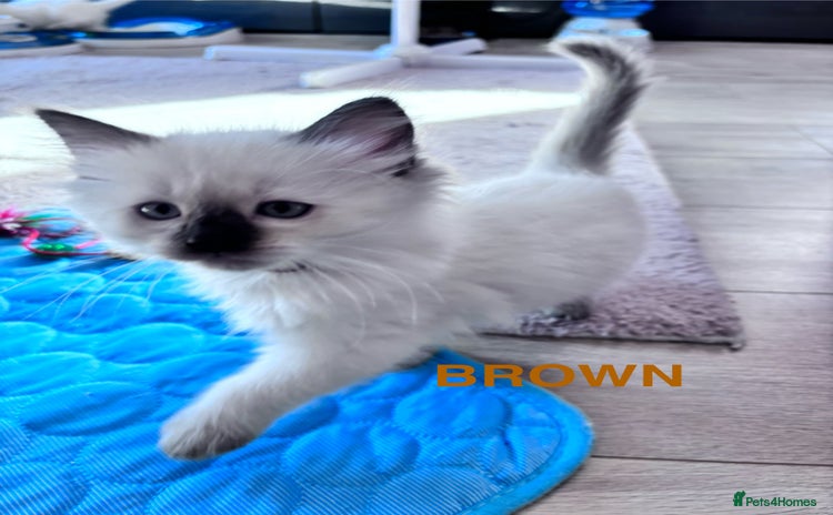 Ragdoll cats - Advert 5