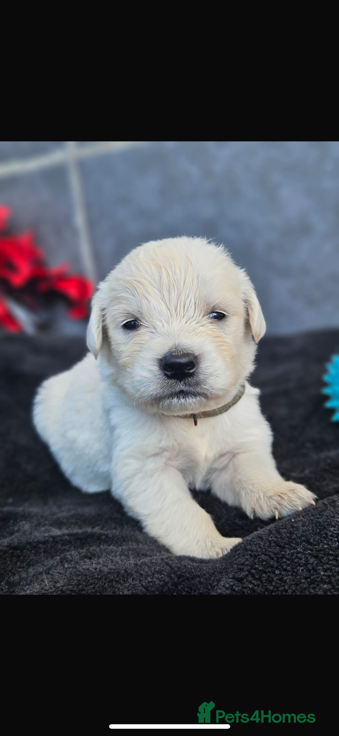 Golden Retriever dogs for sale: Gorgeous kc golden retrievers  - Image 18