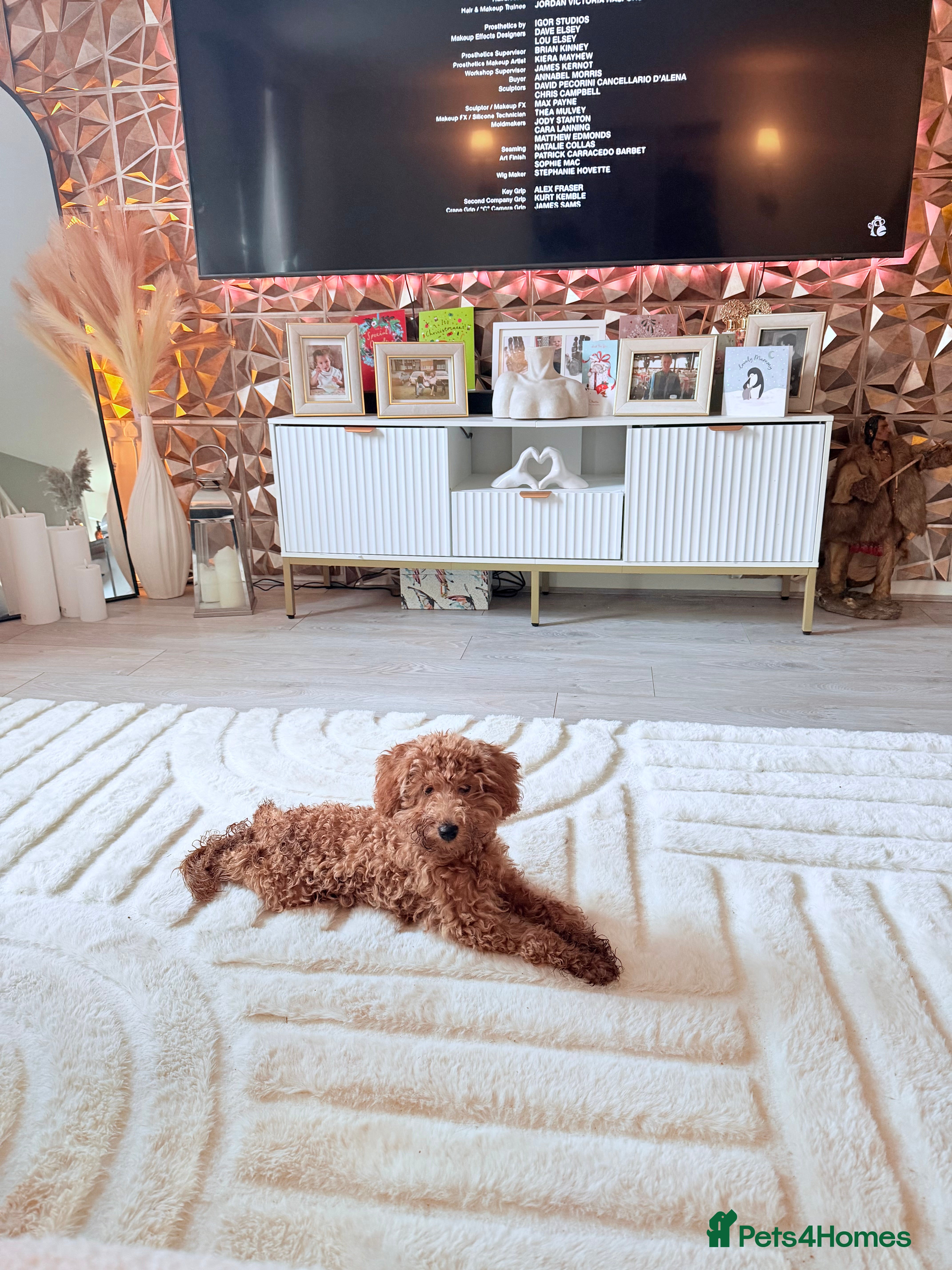 Mixed Breed dogs TOY POODLE RALPH - Advert 2