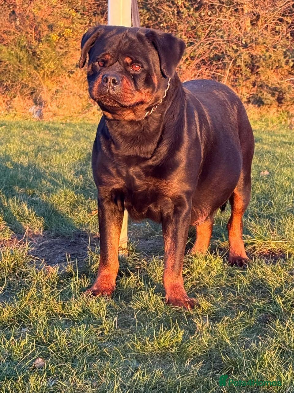Rottweiler dogs **Beautiful Female Rottweiler – 3 Years Old** - Advert 2