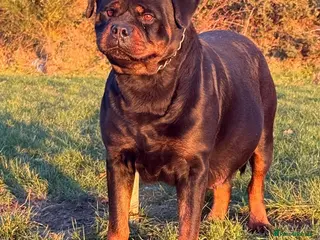 Rottweiler dogs **Beautiful Female Rottweiler – 3 Years Old** - Advert 1