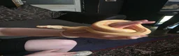 Boa Snake reptiles for sale: CB25 motley albino female boa constrictor  in Stourbridge - Advert 7