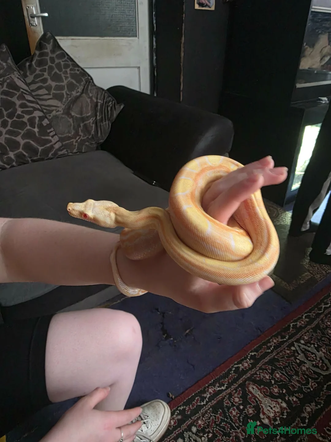 Boa Snake reptiles for sale: CB25 motley albino female boa constrictor  in Stourbridge - Advert 7