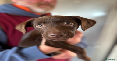 Labrador Retriever dogs LAST chocolate girl looking for a new home !! - Advert 2