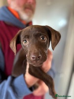 Labrador Retriever dogs LAST chocolate girl looking for a new home !! - Advert 2