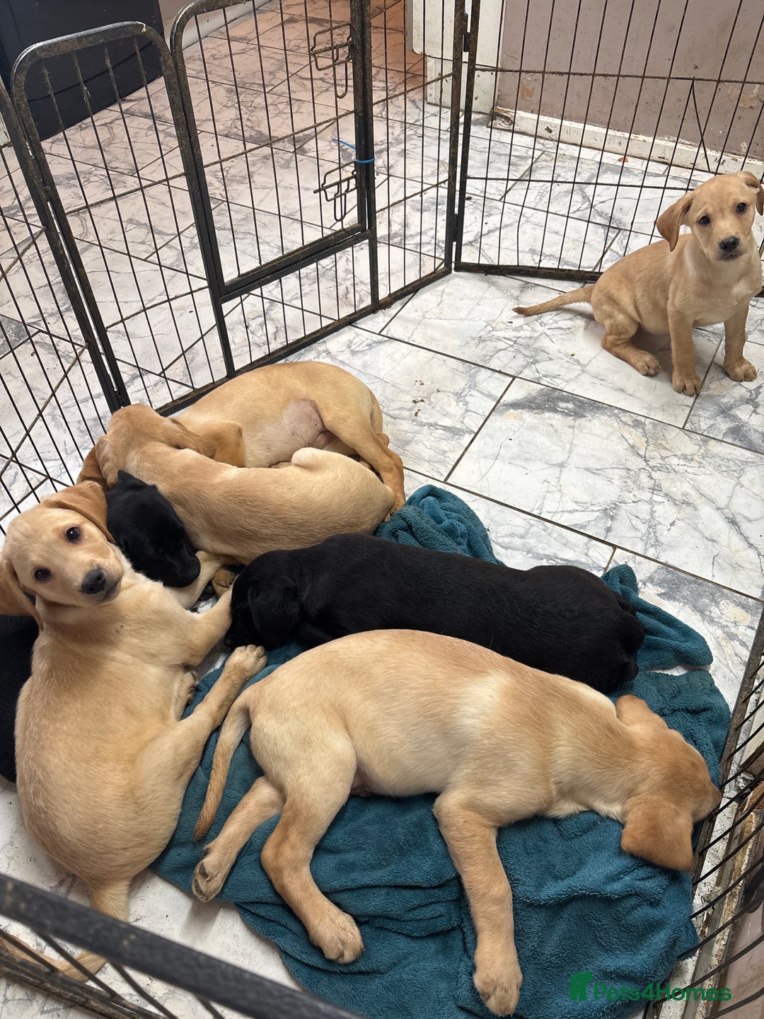 Labrador Retriever dogs for sale: Kc Labrador puppies  - Advert 1