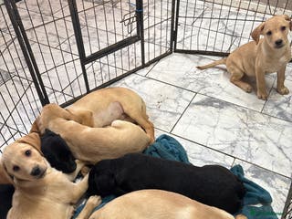 Labrador Retriever dogs Kc Labrador puppies - Advert 1