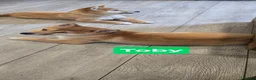 Japanese Shiba Inu dogs for sale: Foxy little shibas - Advert 14