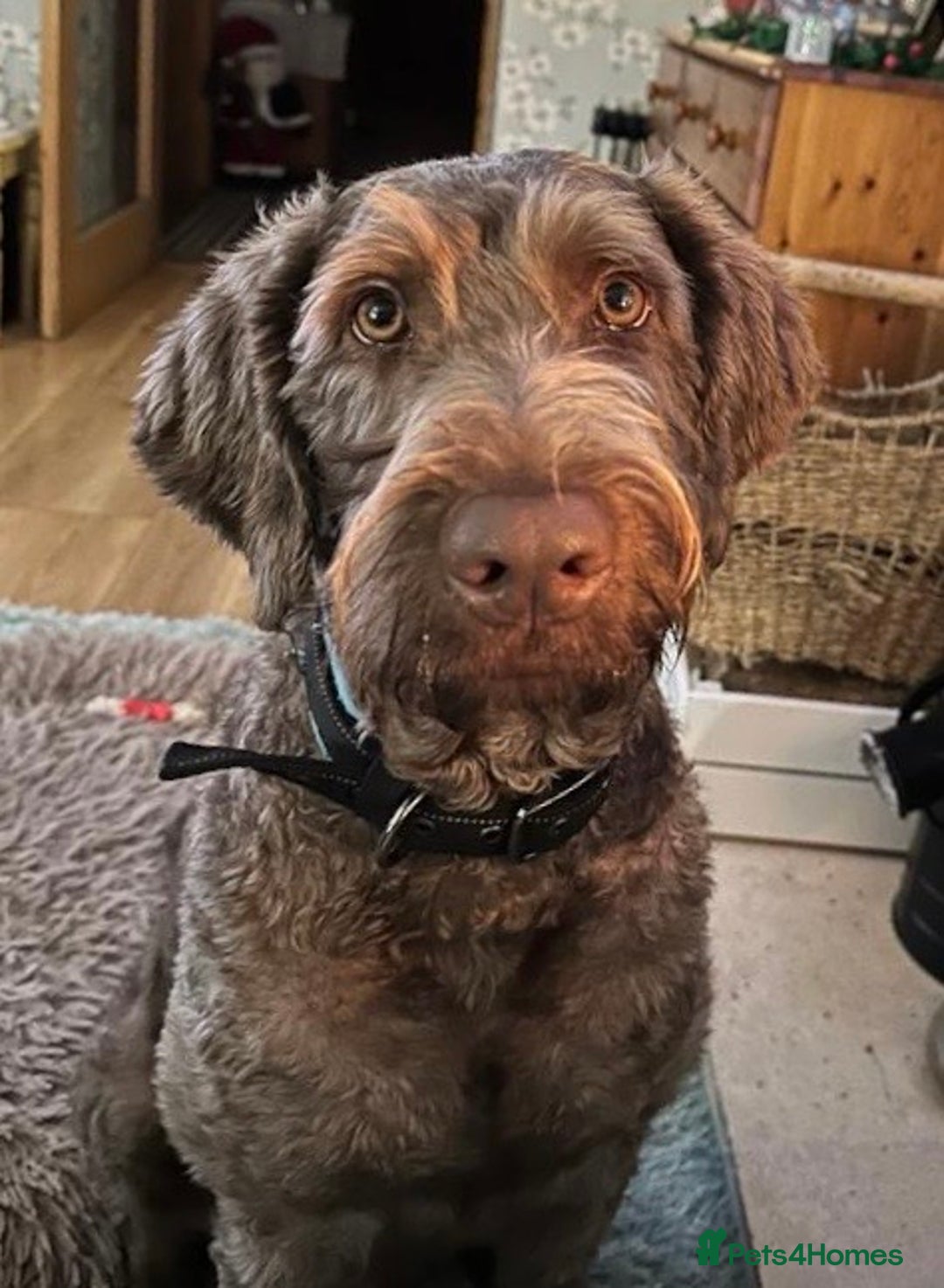 Labradoodle dogs for sale: Chocolate Labradoodle Male - Advert 5
