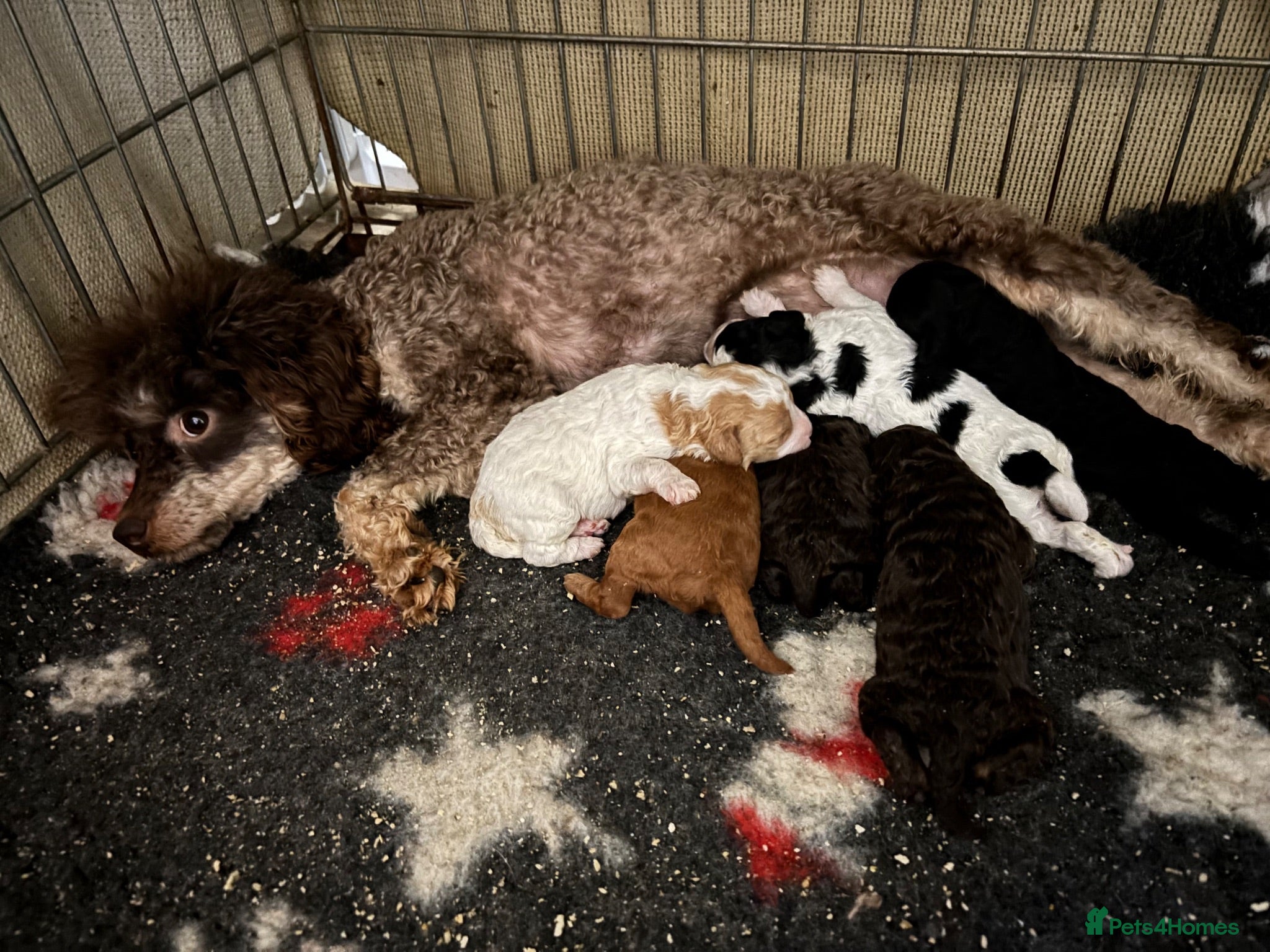 Cavapoo dogs F1BB tiny Cavapoo puppies  - Advert 1