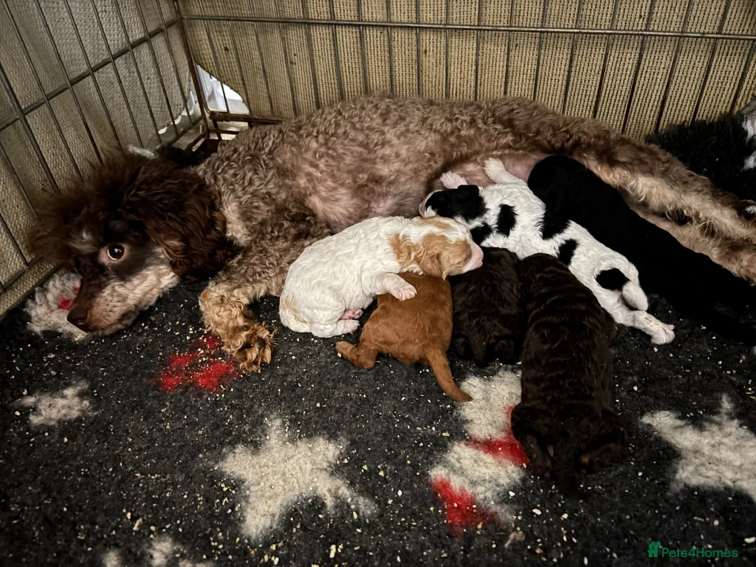 Cavapoo dogs for sale: F1BB tiny Cavapoo puppies  - Advert 1