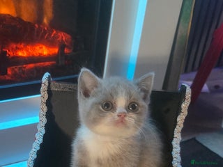 British Shorthair cats Pedigree britishshort hair kittens - Advert 1