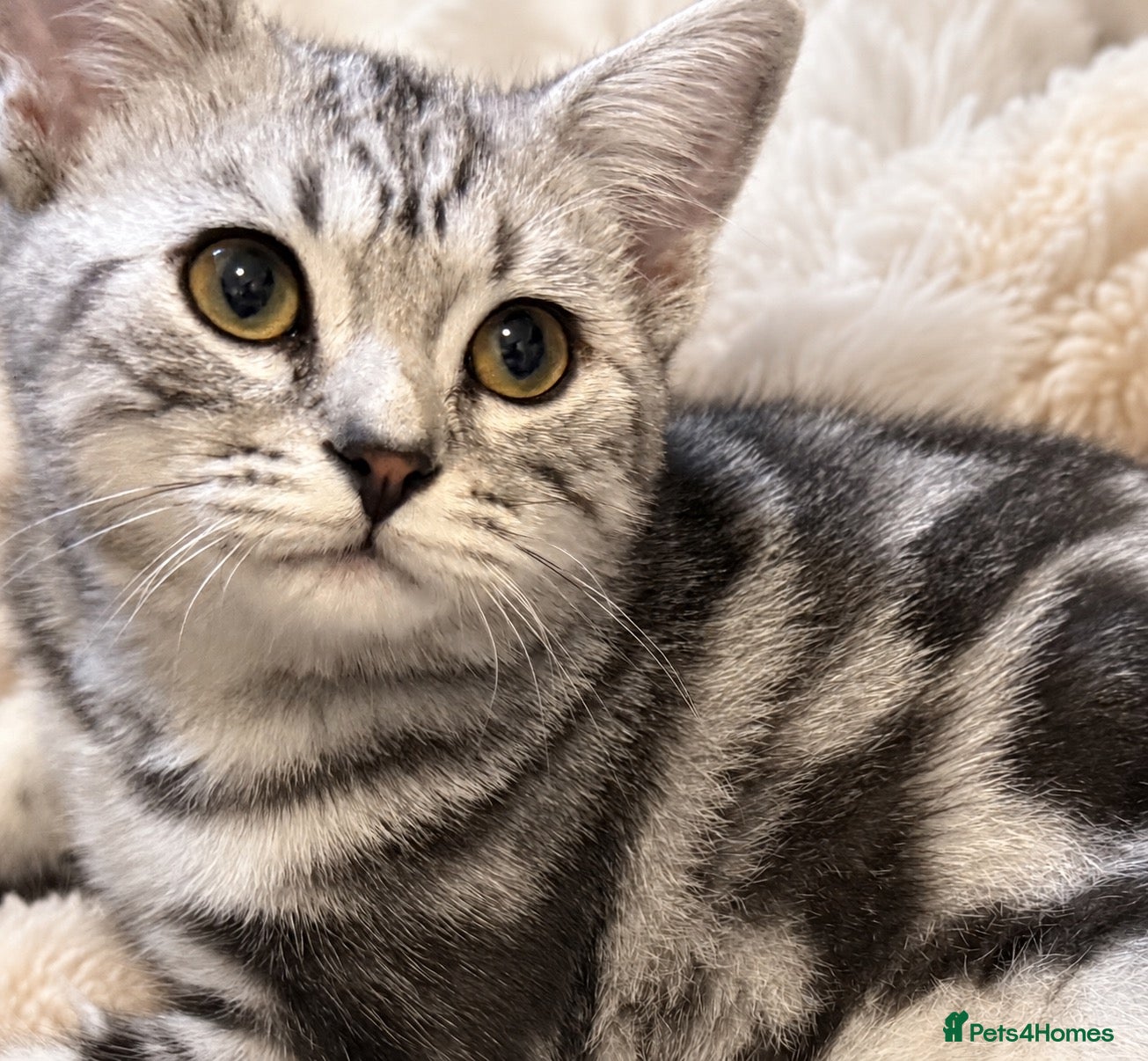 British Shorthair cats Stunning Silver BSH Kittens GCCF Champion Lines - Advert 1