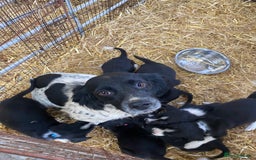 Mixed Breed dogs for sale: Collie x spaniel puppies - Image 2