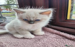 Ragdoll cats for sale: Charming Ragdoll Kittens -  - Image 11