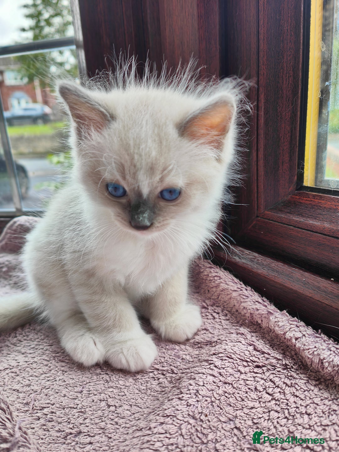 Ragdoll cats for sale: Charming Ragdoll Kittens -  - Image 11