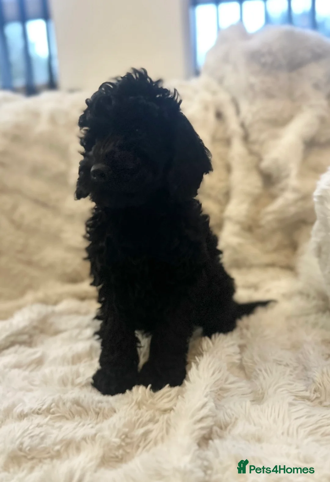 Cockapoo dogs for sale: Stunning cockapoos ready now  - Advert 5