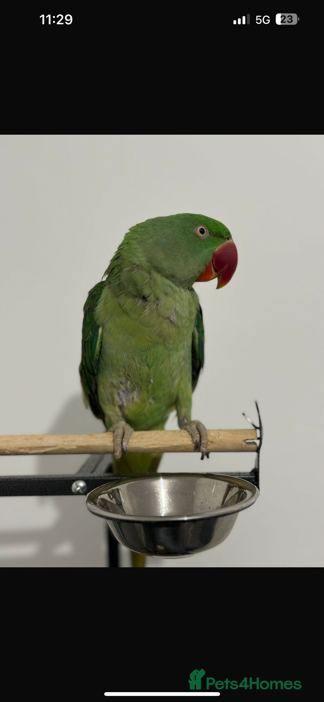 Parrots birds for sale: Ring neck Parrot  - Image 2
