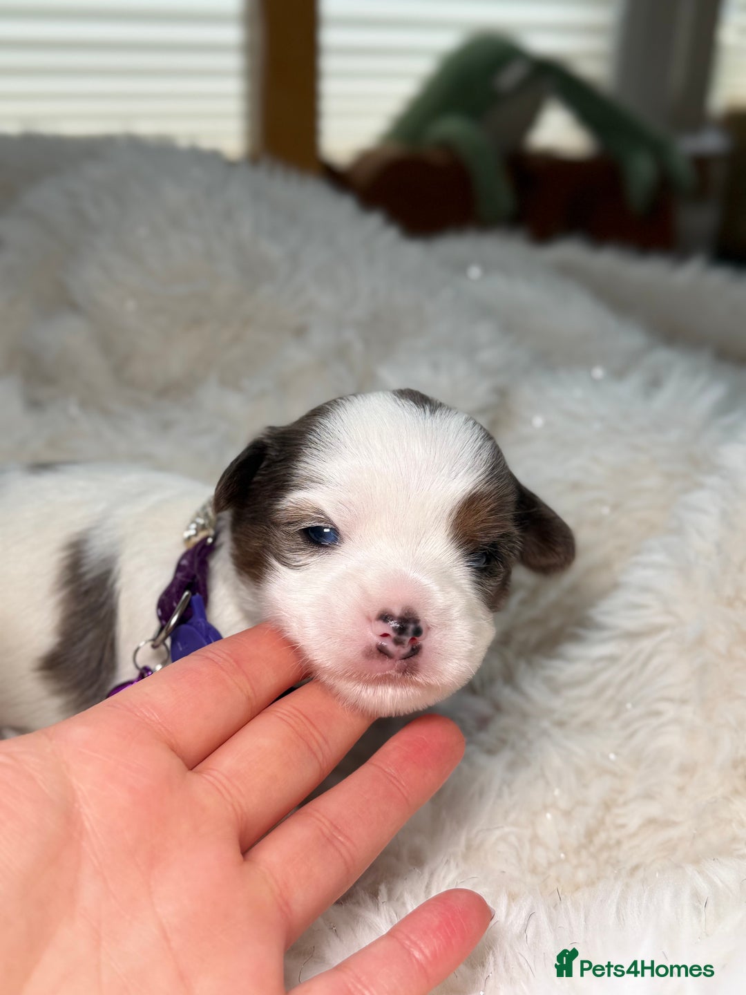 Yorkshire Terrier dogs for sale: BIEWER YORKIE PUPPIES 4 Available Licensed Breeder - Advert 11