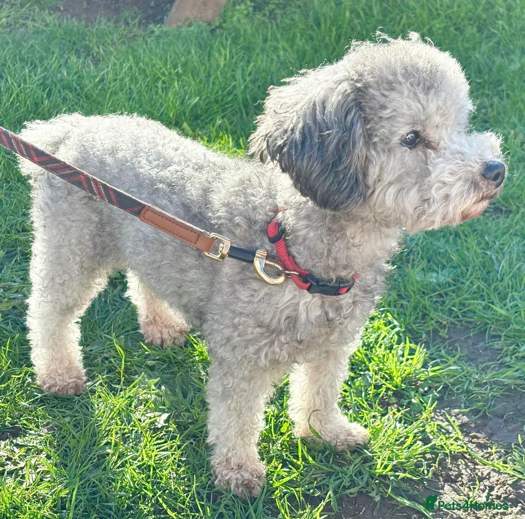 Toy Poodle dogs for stud: Exceptional Light Asian Silver ToyPoodle For Stud! - Advert 2