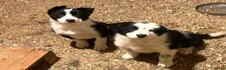 Border Collie dogs for sale: 3 Collie Pups *ready to go* - Advert 3
