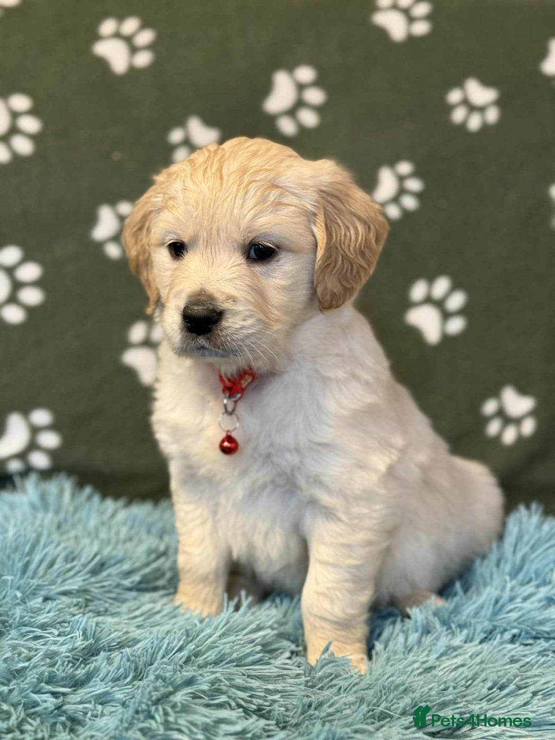 Golden Retriever dogs for sale: Stunning health tested Golden Retriever Puppies  - Advert 3