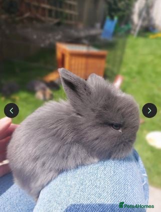 Mini Lop rabbits 4 x Mini Lion Lop Babies ready to collect 23 Feb - Advert 1