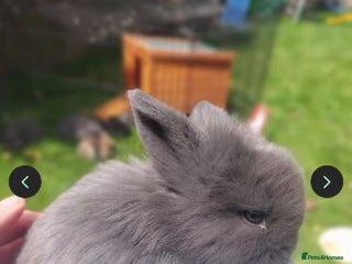Mini Lop rabbits 4 x Mini Lion Lop Babies ready to collect 23 Feb - Advert 2