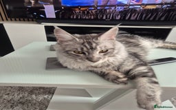 Maine Coon cats for sale: Beautiful silver tabby  - Image 2