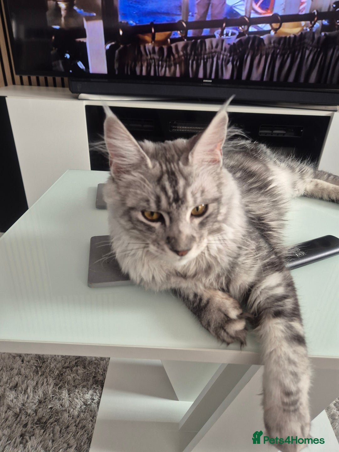 Maine Coon cats for sale: Beautiful silver tabby  - Image 2